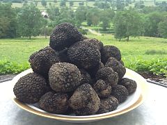 Discovery week-End of black Truffles from december 2023 to March 2024