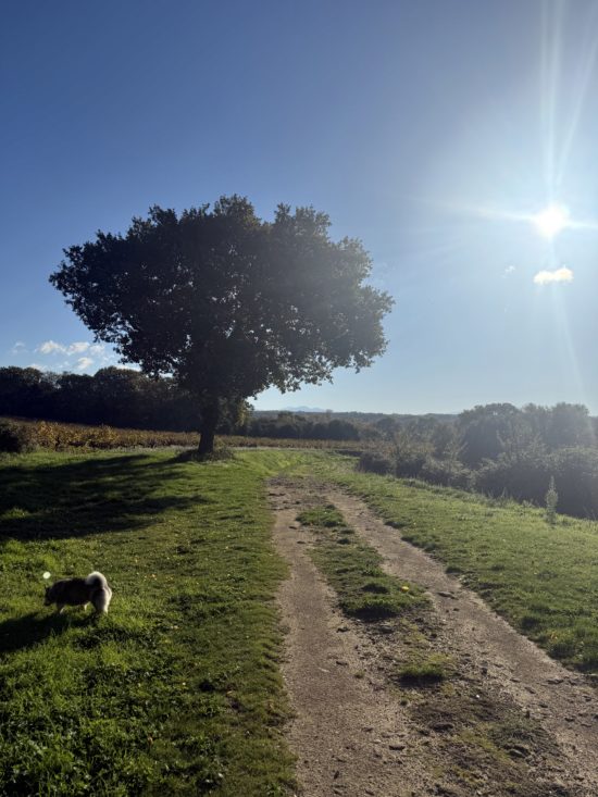 The Clos de la Tuilière Grignan - photo of the day