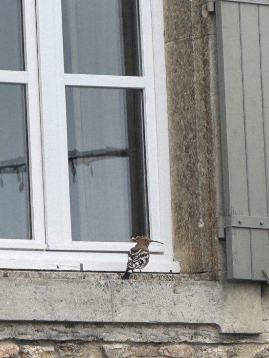 Le Clos de la Tuilière Grignan  - photo du jour