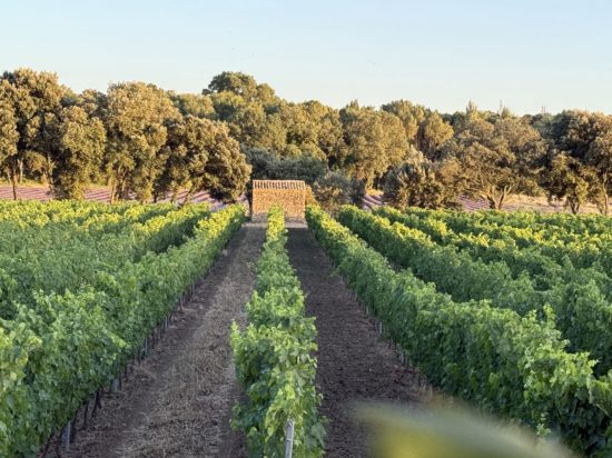 The Clos de la Tuilière Grignan - photo of the day